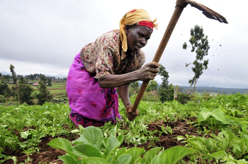 Solvoj kurttempaj: la malbeno de la Okcident-Afrika agrikultura sektoro (n-ro 425 / jan-feb 2014)